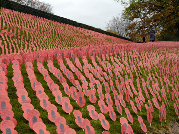An image of rows of poppies