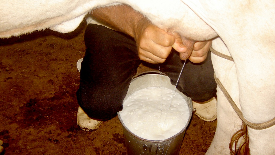Image of a cow being milked by hand